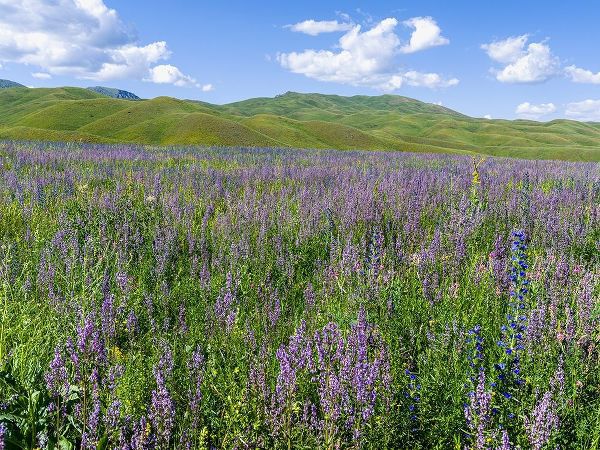 Wildflower meadow near the mountain road from Kazarman to mountain pass Urum Basch Ashuusu in the